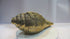 Brass Shankh, Vishwaroopam Conch 2027g
